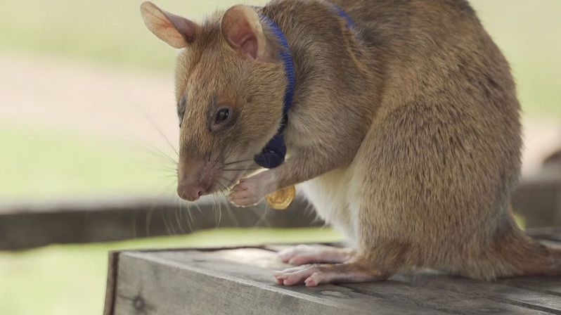Obří krysa dostala vyznamenání. Dokázala najít 39 nášlapných min